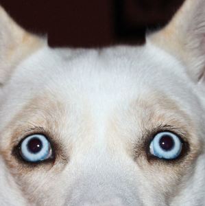 Fundraising Page: Linda Torelli